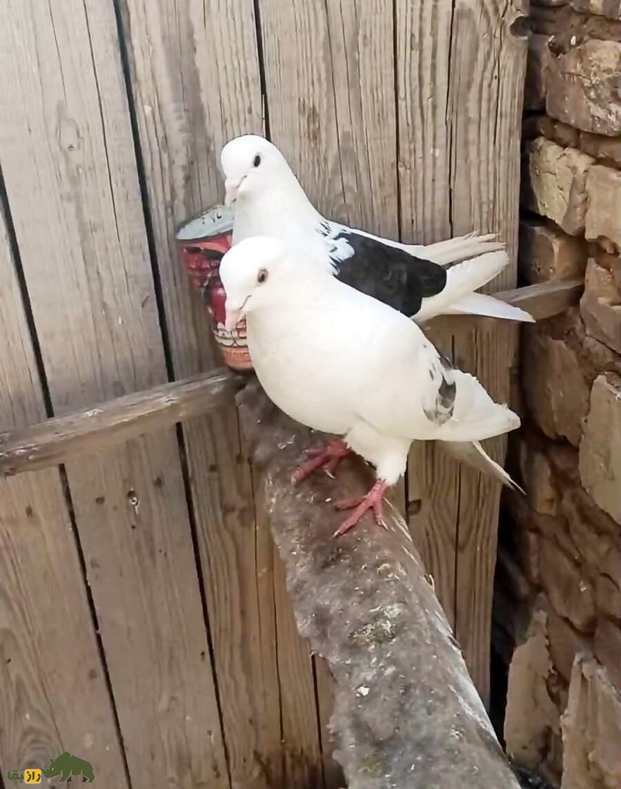 کبوتر پشت سنگی؛ نژادی مقاوم که پروازی استثنایی در آسمان ایران دارد