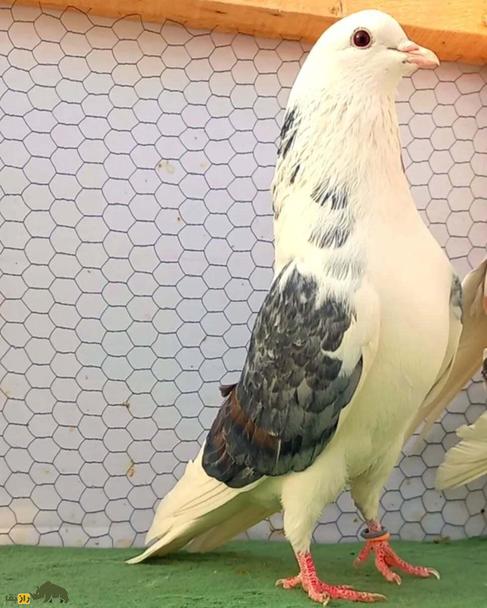 کبوتر پشت سنگی؛ نژادی مقاوم که پروازی استثنایی در آسمان ایران دارد