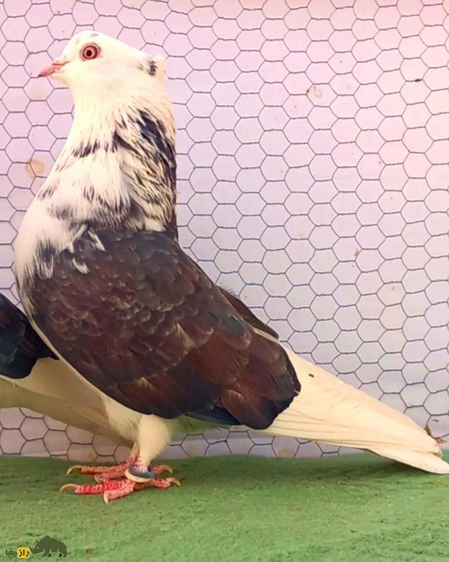 کبوتر پشت سنگی؛ نژادی مقاوم که پروازی استثنایی در آسمان ایران دارد