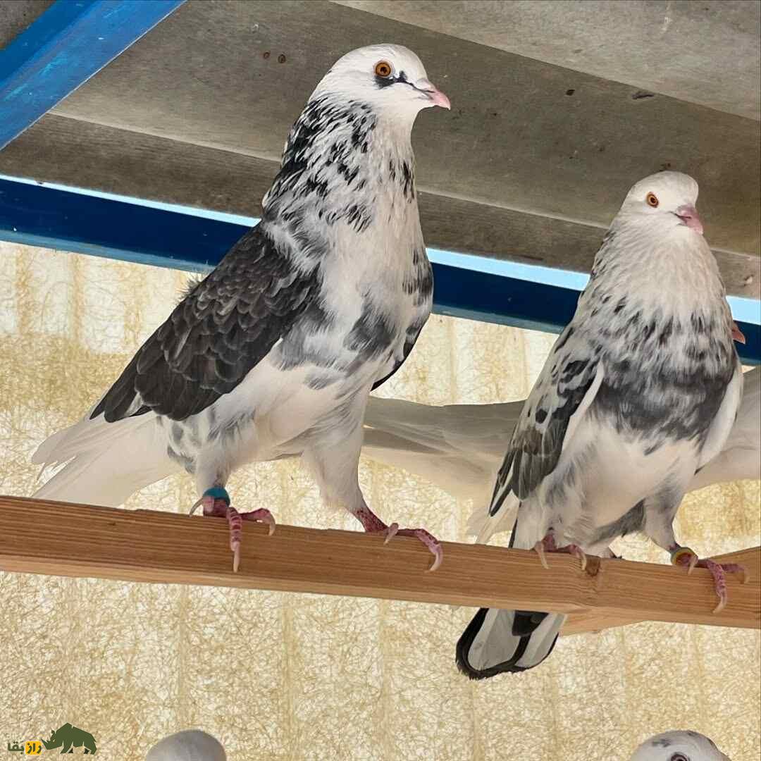 کبوتر پشت سنگی؛ نژادی مقاوم که پروازی استثنایی در آسمان ایران دارد