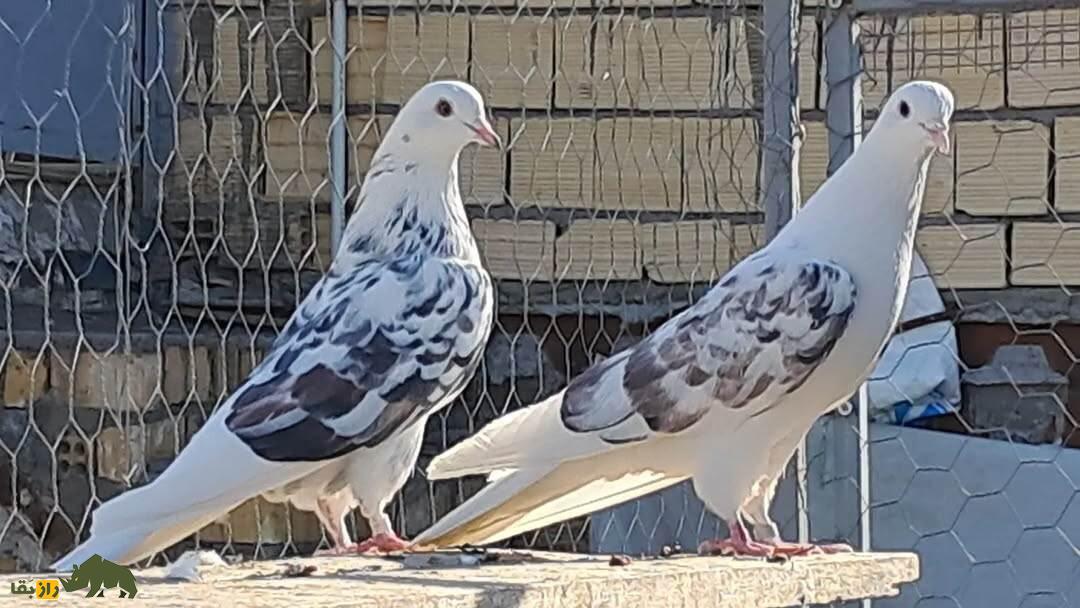 کبوتر پشت سنگی؛ نژادی مقاوم که پروازی استثنایی در آسمان ایران دارد