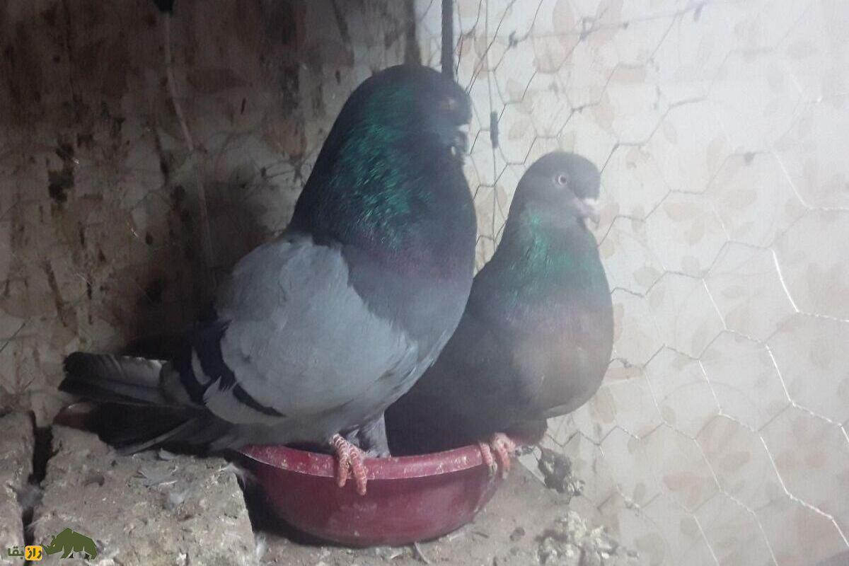 کبوتر ریحانی؛ کبوتر معروف تبریزی که عاشق صاحبش است کبوتر ریحانی؛ کبوتر معروف تبریزی که عاشق صاحبش است