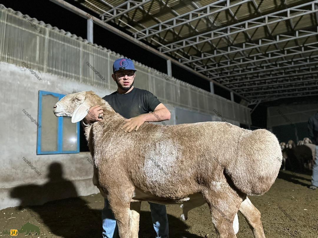 مردی در کنار یک گوسفند آراشان