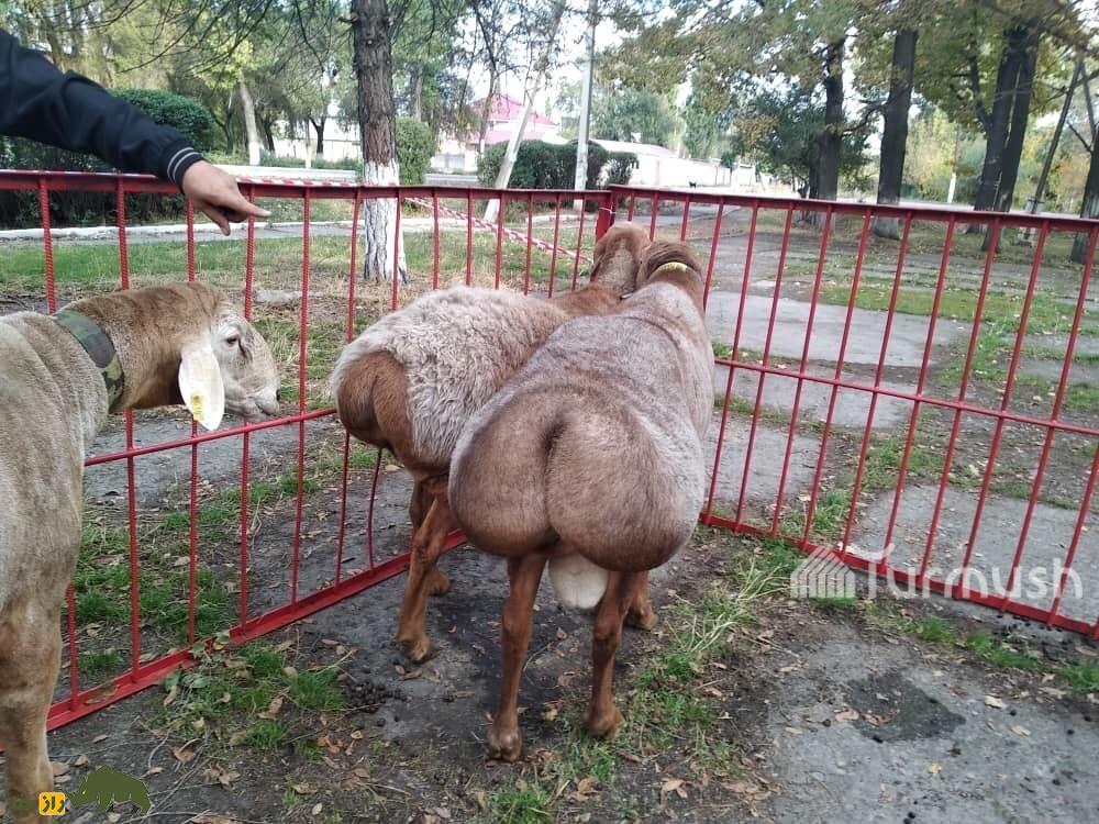 سه گوسفند نژاد آراشان در قزاقستان که در یک فنس قرمز رنگ قرار دارند