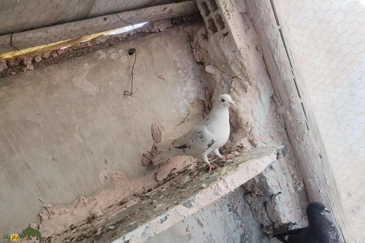 کبوتر پشت سنگی