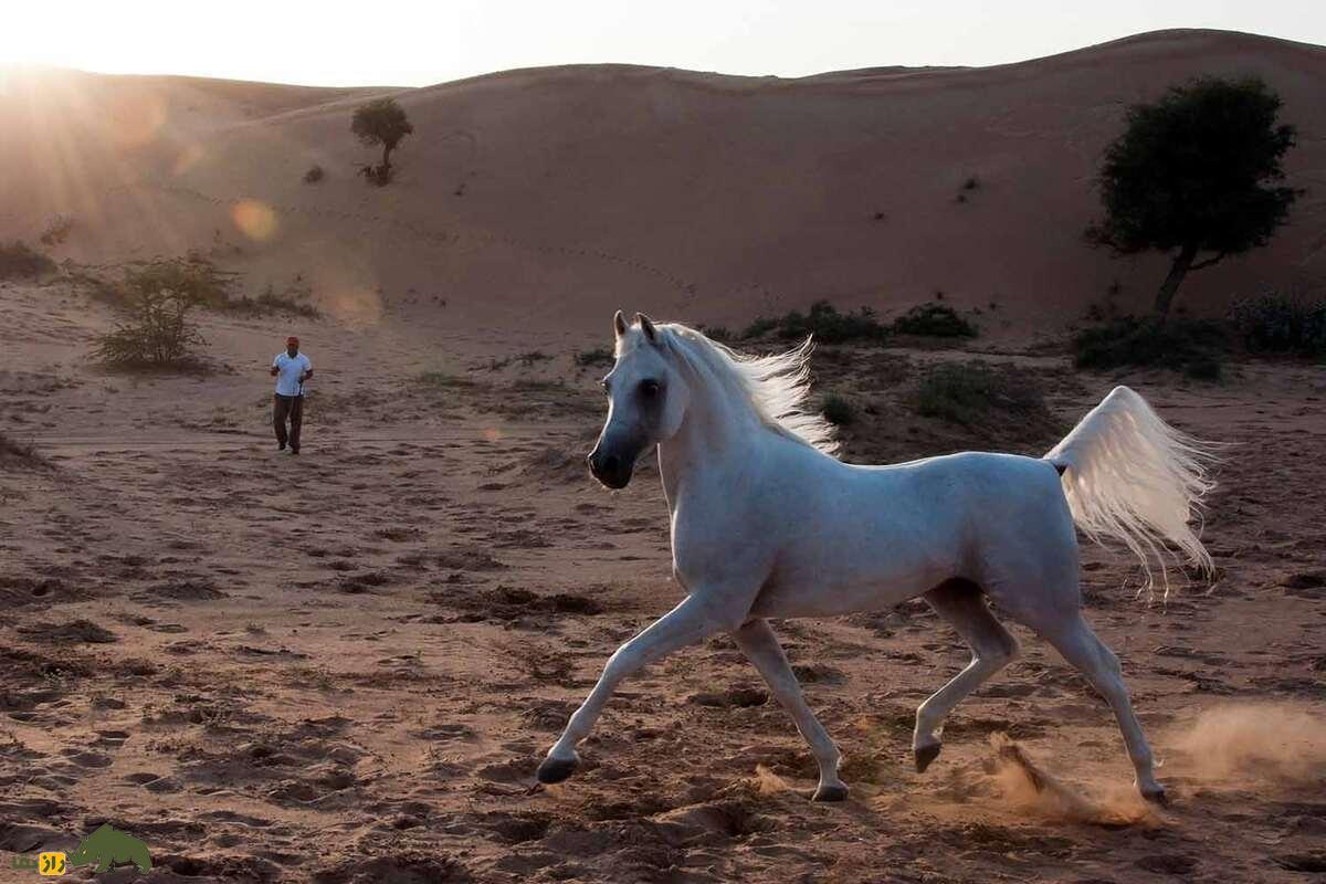 اسب عربی اسب عربی