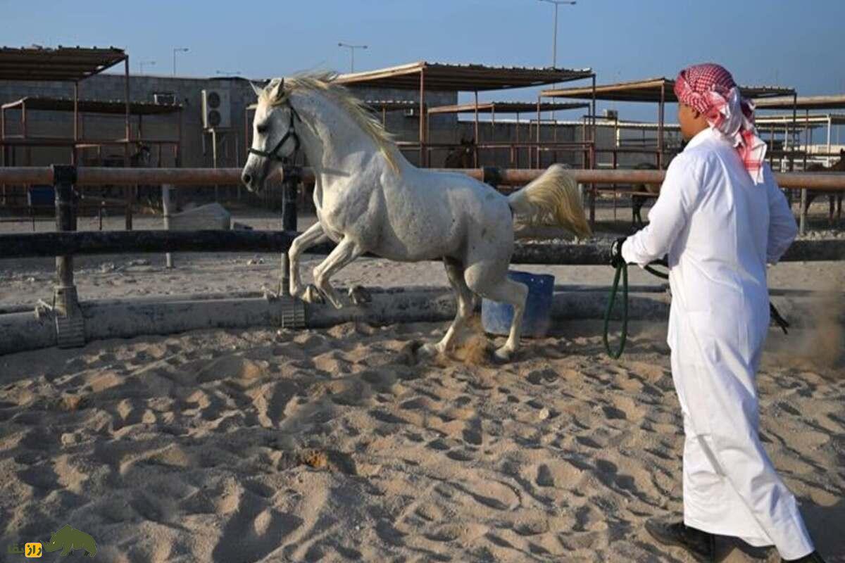 اسب عربی اسب عربی