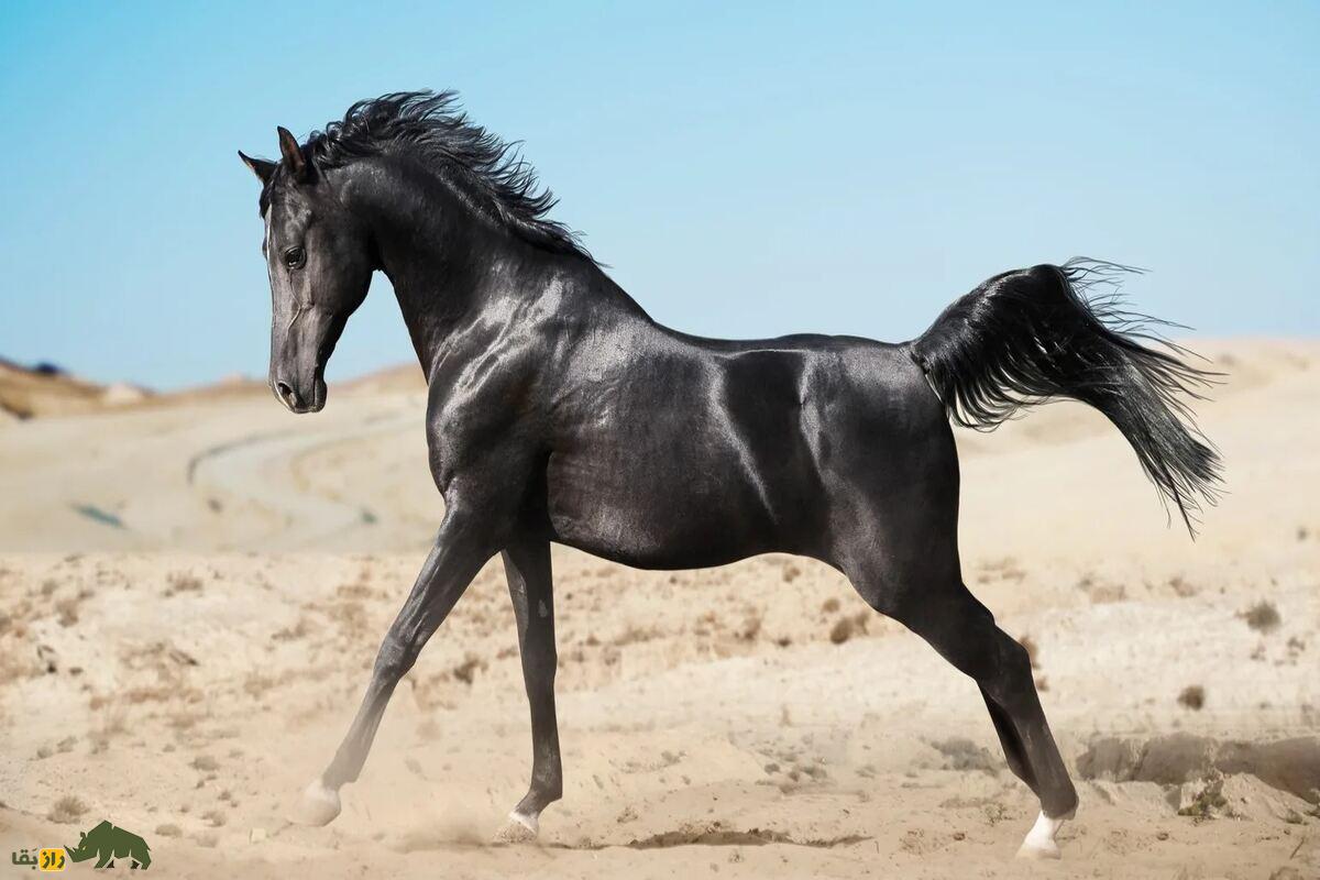 اسب عربی اسب عربی