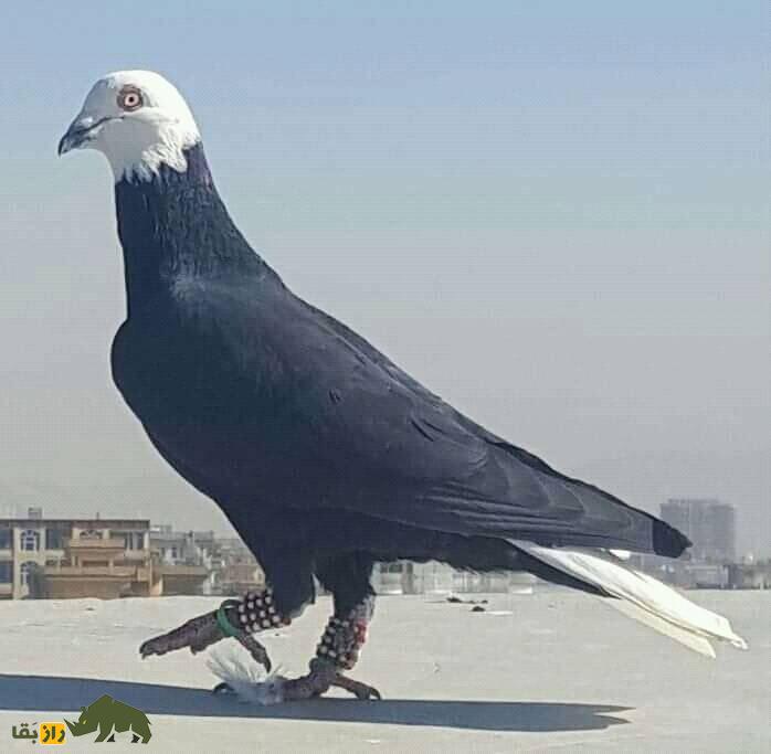 کبوتر جوگی؛ کبوتر اصیل افغانستان که تمام کفتربازان افغانی را دیوانه خود کرد کبوتر جوگی؛ کبوتر اصیل افغانستان که تمام کفتربازان افغانی را دیوانه خود کرد