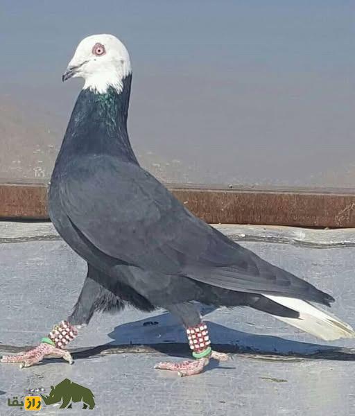 کبوتر جوگی؛ کبوتر اصیل افغانستان که تمام کفتربازان افغانی را دیوانه خود کرد کبوتر جوگی؛ کبوتر اصیل افغانستان که تمام کفتربازان افغانی را دیوانه خود کرد