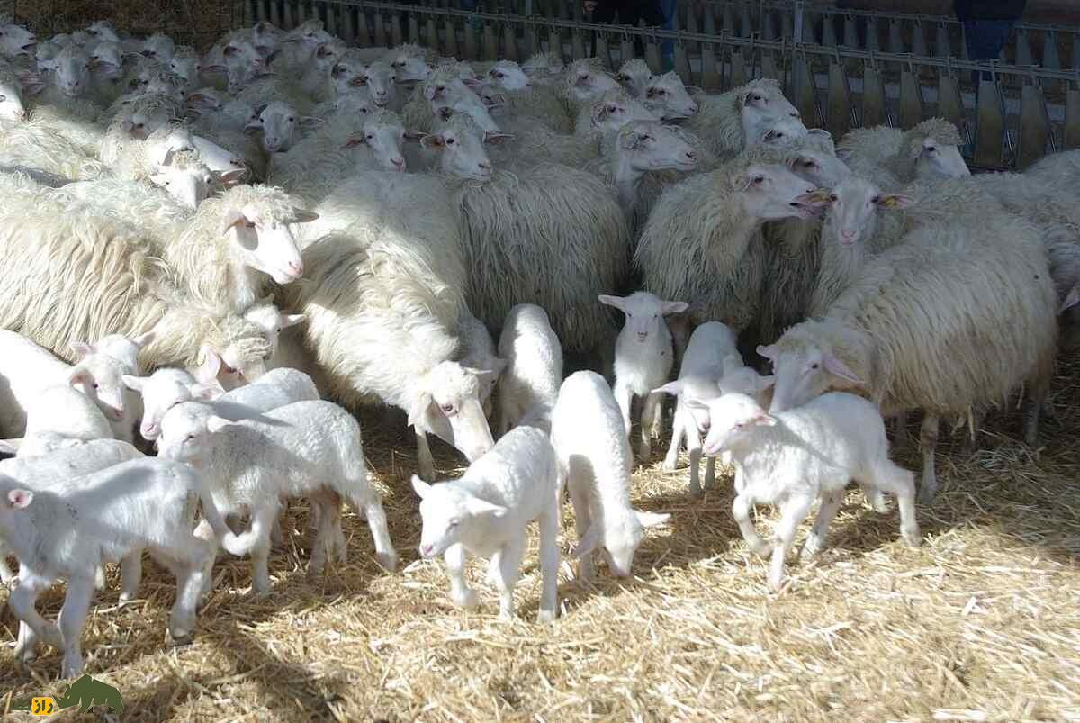 گوسفند ساردا؛ گوسفند ۷۰ کیلویی که سلطان تولید شیر در ایتالیاست گله گوسفند ساردا در مزرعه