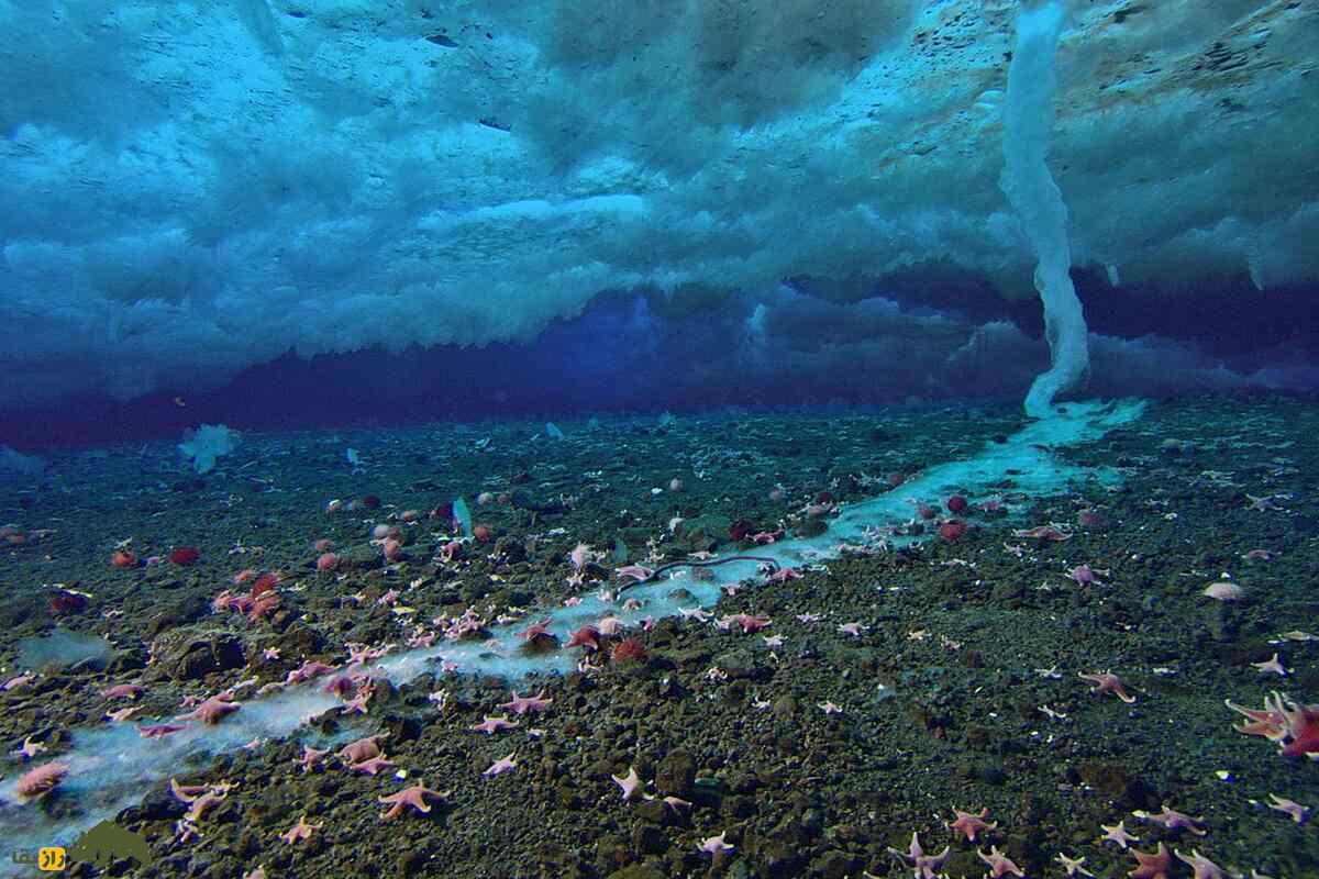 برینیکل؛ انگشت یخی مرگبار در اعماق اقیانوس پدیدهای نادر که هرچه لمس کند، منجمد میکند! برینیکل؛ انگشت یخی مرگبار در اعماق اقیانوس پدیدهای نادر که هرچه لمس کند، منجمد میکند!