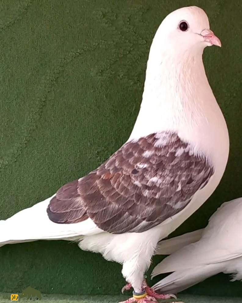 کبوتر لکدوش؛ کبوتر زیبای ایرانی که جادوی طبیعت را در خود دارد کبوتر لکدوش؛ کبوتر زیبای ایرانی که جادوی طبیعت را در خود دارد