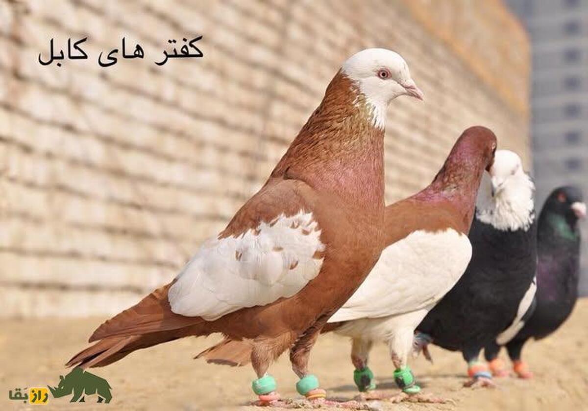 کبوتر جوگی؛ کبوتر اصیل افغانستان که تمام کفتربازان افغانی را دیوانه خود کرد کبوتر جوگی