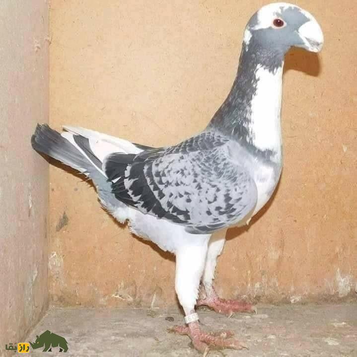 کبوتر کله اسبی؛ کبوتری با کلهای شبیه اسب و شانههای قدرتمند که از سوریه به ایران آمد کبوتر کله اسبی؛ کبوتری با کلهای شبیه اسب و شانههای قدرتمند که از سوریه به ایران آمد