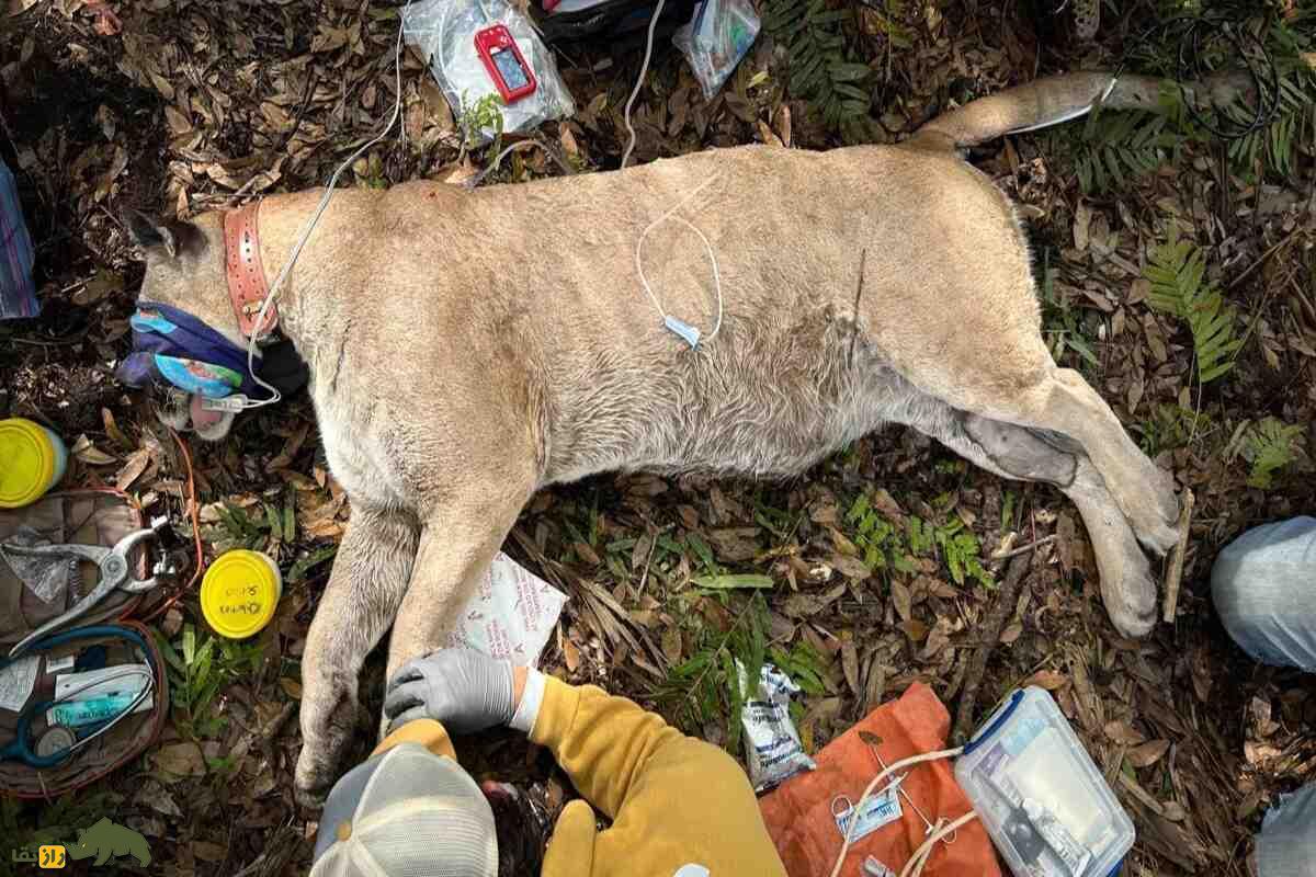 سنگینترین پلنگ ثبتشده توسط مقامات حیاتوحش گرفتار شد سنگینترین پلنگ ثبتشده توسط مقامات حیاتوحش گرفتار شد