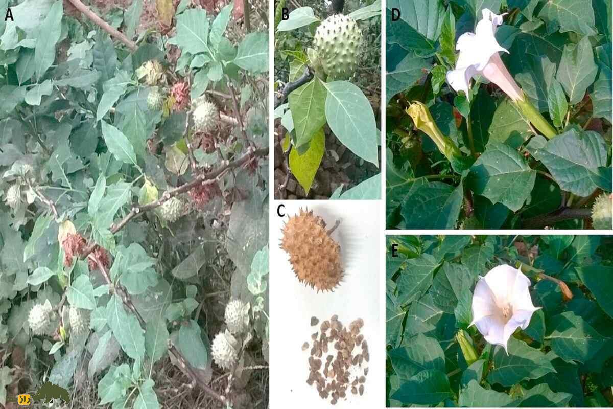 تاتوره و بروگمانسیا؛ خطرناکترین گیاهان جهان با نام نفس شیطان که برای تجاوز و جنایت استفاده میشوند تاتوره و بروگمانسیا