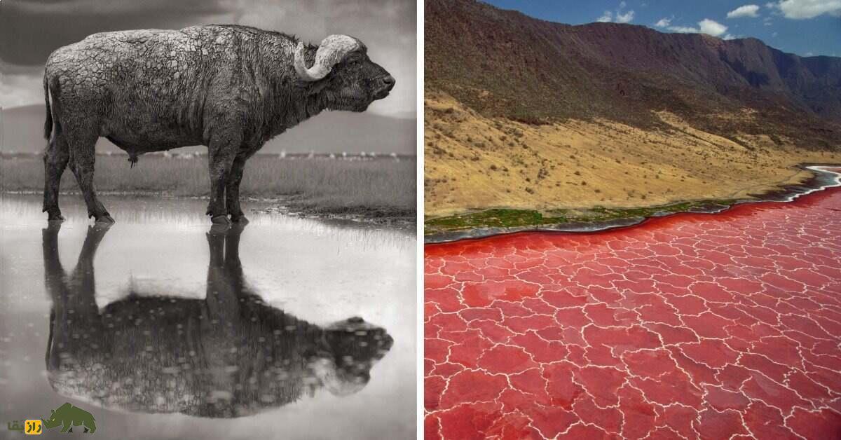 دریاچه ناترون؛ ترسناک‌ترین مکان جهان و معروف به «دریاچه مرگ» که حیوانات مرده را مومیایی می‌کند
