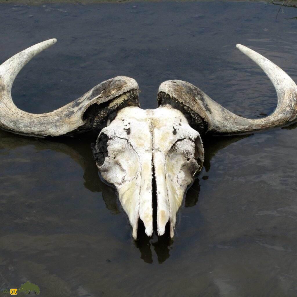 دریاچه ناترون؛ ترسناک‌ترین مکان جهان و معروف به «دریاچه مرگ» که حیوانات مرده را مومیایی می‌کند