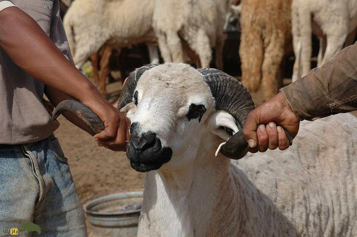 گوسفند سردی؛ مشهورترین گوسفند مراکش که از گوشت آن «طاجین» تهیه می‌شود