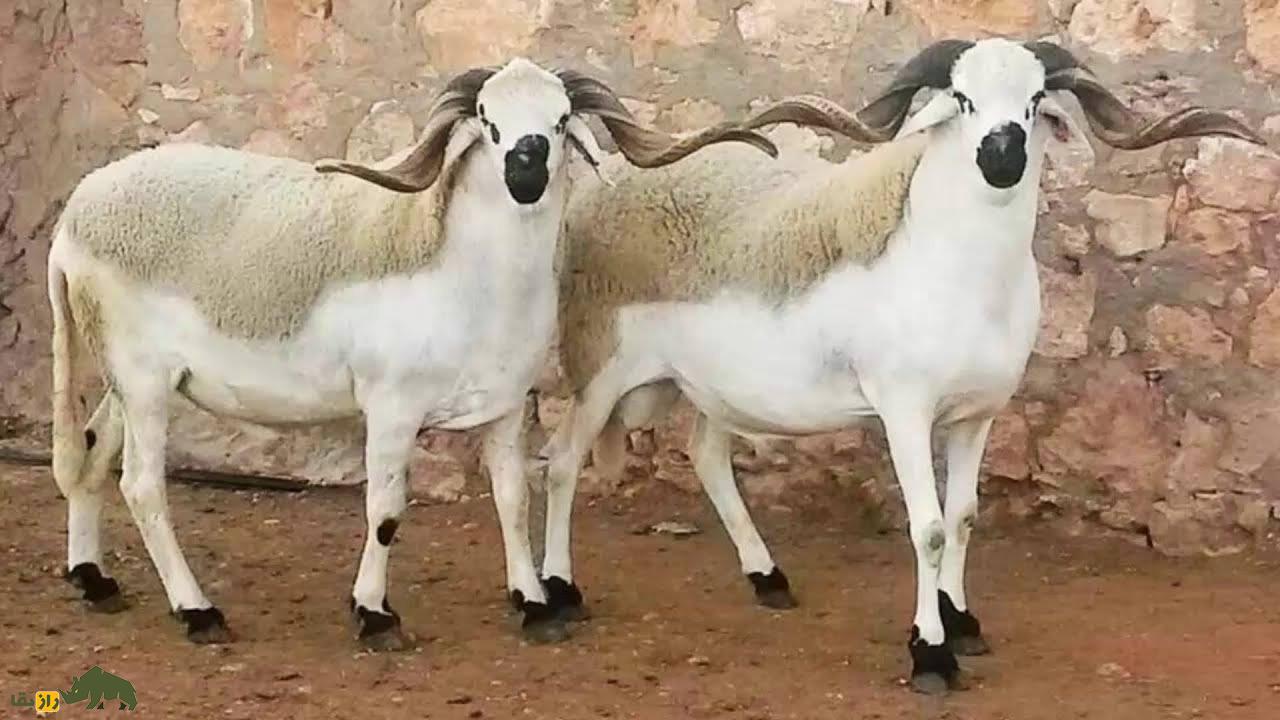 گوسفند سردی؛ گوسفند مراکشی که از گوشت آن غذای سنتی مراکش به نام «طاجین» تهیه می‌شود