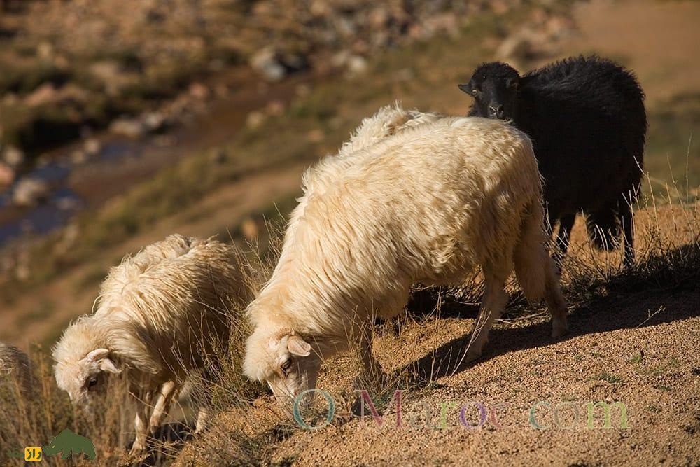 گوسفند سردی؛ گوسفند مراکشی که از گوشت آن غذای سنتی مراکش به نام «طاجین» تهیه می‌شود