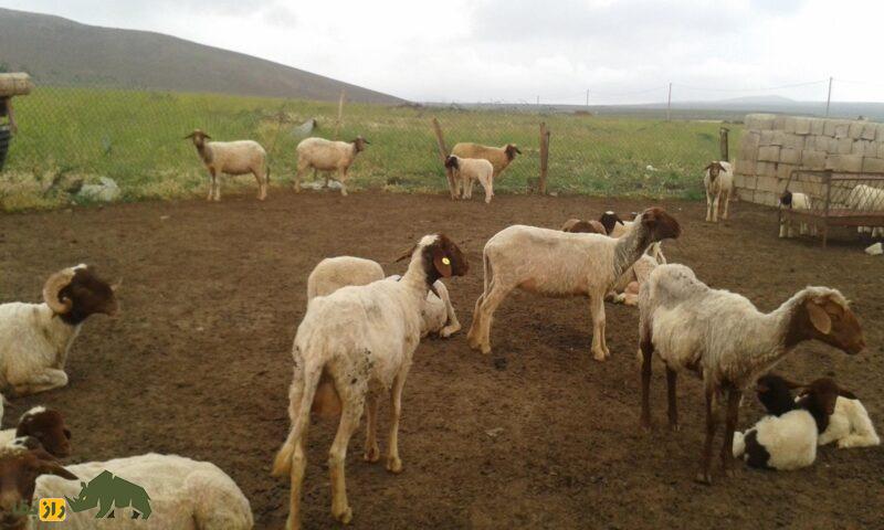 گوسفند سردی؛ گوسفند مراکشی که از گوشت آن غذای سنتی مراکش به نام «طاجین» تهیه می‌شود