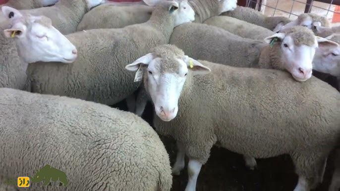 گوسفند سردی؛ گوسفند مراکشی که از گوشت آن غذای سنتی مراکش به نام «طاجین» تهیه می‌شود