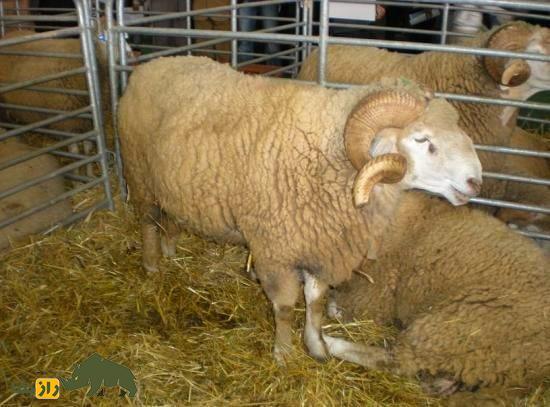 گوسفند سردی؛ گوسفند مراکشی که از گوشت آن غذای سنتی مراکش به نام «طاجین» تهیه می‌شود