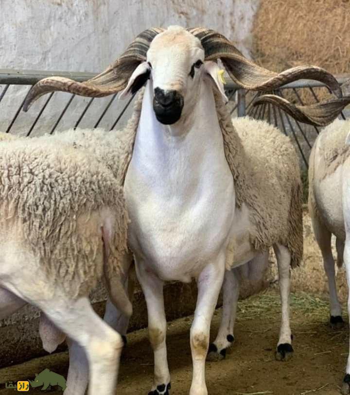 گوسفند سردی؛ گوسفند مراکشی که از گوشت آن غذای سنتی مراکش به نام «طاجین» تهیه می‌شود