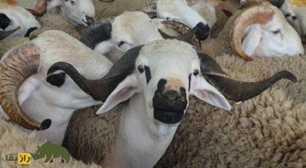 گوسفند سردی؛ گوسفند مراکشی که از گوشت آن غذای سنتی مراکش به نام «طاجین» تهیه می‌شود