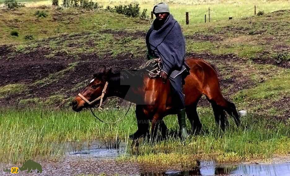 اسب باسوتو؛ اسب کوچک که پرچمدار استقامت در کوهستانهای آفریقاست اسب باسوتو؛ اسب کوچک که پرچمدار استقامت در کوهستانهای آفریقاست