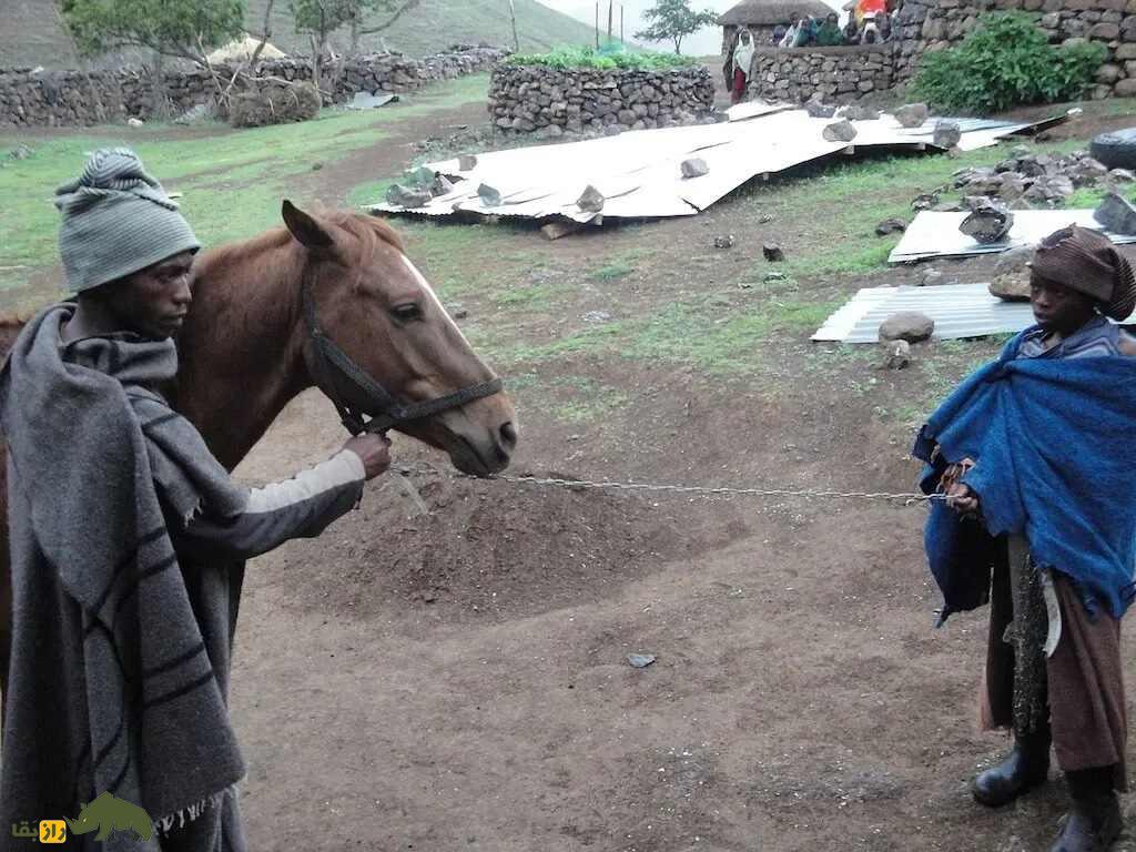 اسب باسوتو؛ اسب کوچک که پرچمدار استقامت در کوهستانهای آفریقاست اسب باسوتو؛ اسب کوچک که پرچمدار استقامت در کوهستانهای آفریقاست