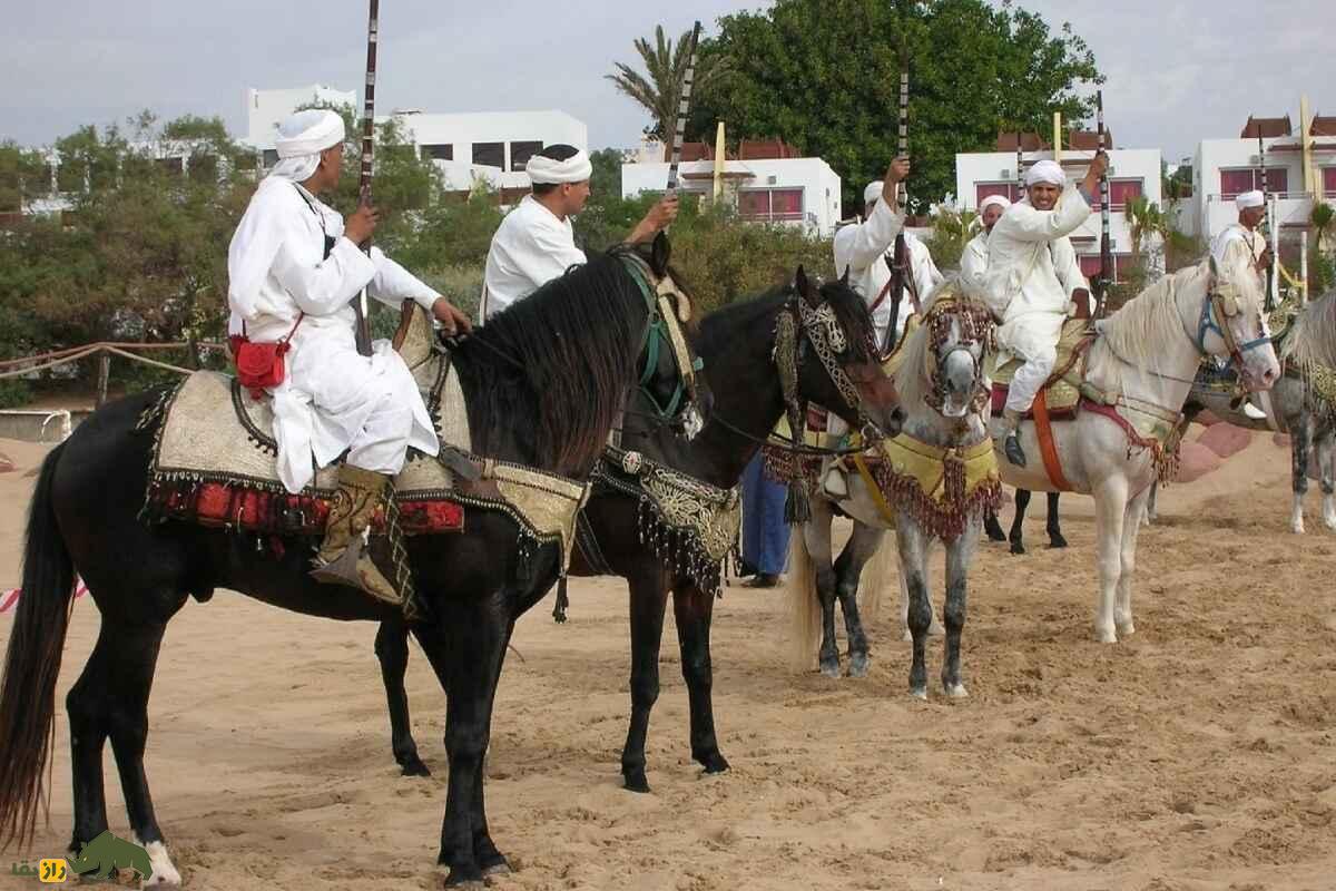 اسب بارب؛ بهترین اسب آفریقا معروف به «شتر» که مسلمانان با آن اروپا را فتح کردند اسب بارب؛ بهترین اسب آفریقا معروف به «شتر» که مسلمانان با آن اروپا را فتح کردند