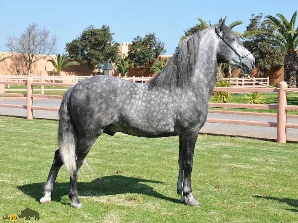 اسب بارب؛ اسب آفریقایی معروف به «شتر» که مسلمانان با آن اندلس را فتح کردند اسب بارب؛ اسب آفریقایی معروف به «شتر» که مسلمانان با آن اندلس را فتح کردند