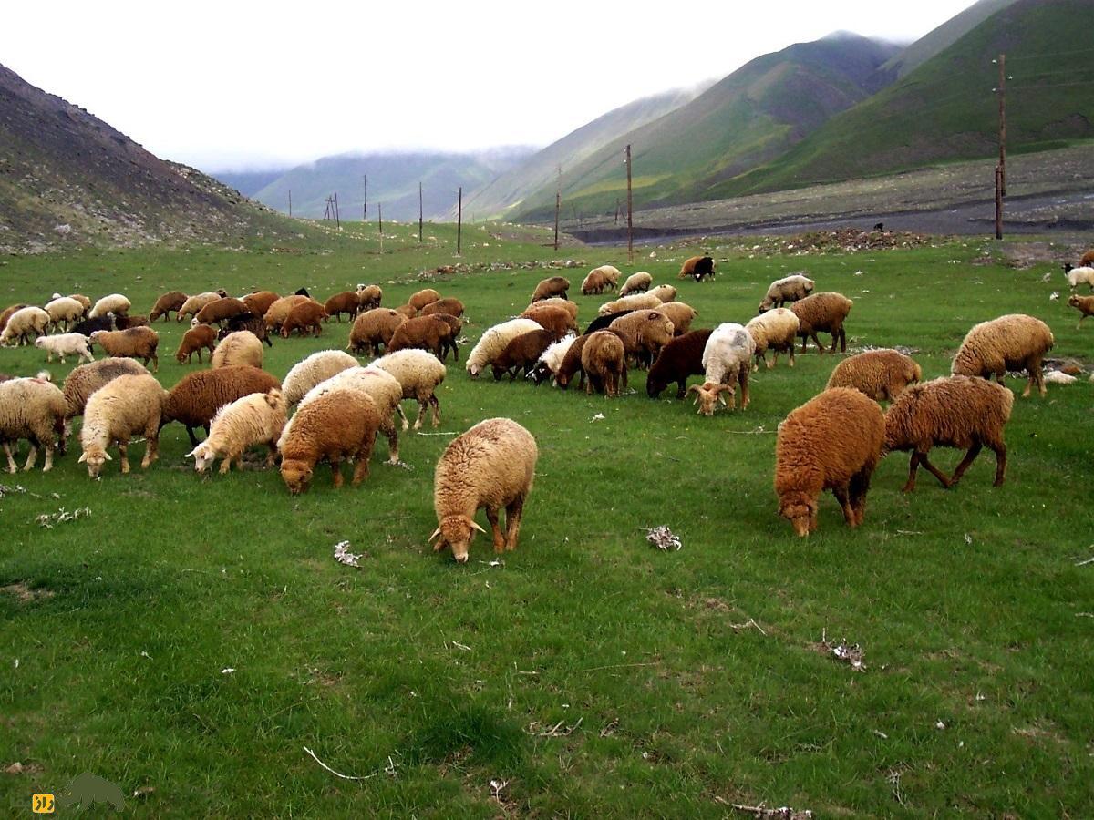 گوسفند بوزاک؛ گنج آذربایجانی ۹۰ کیلویی که سالی ۳ کیلو پشم می‌دهد