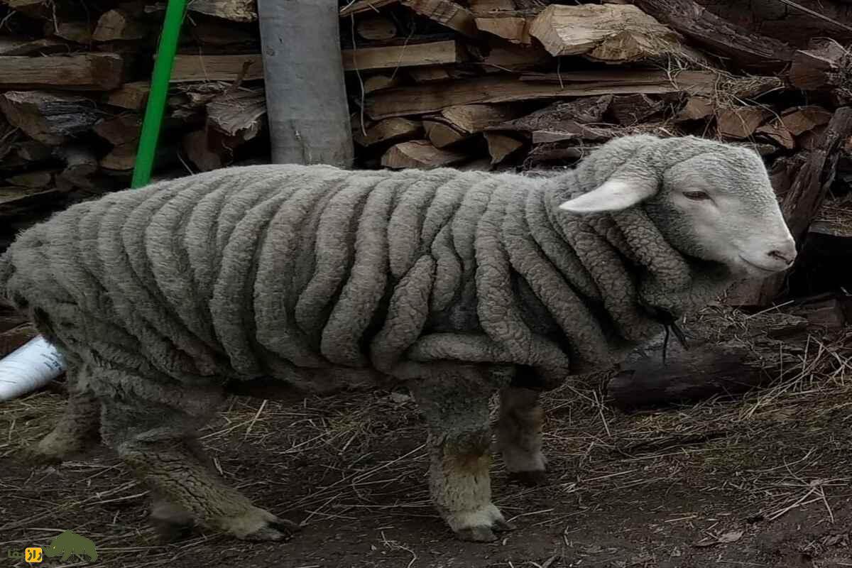 گوسفند پاتان گوسفند پاتان