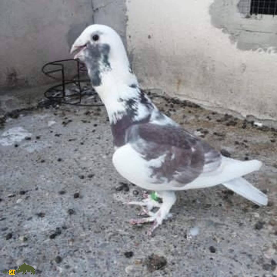 کبوتر خرطومی؛ کبوتر سوری الاصل که عجیبترین گردن دنیا را در بین پرندگان دارد کبوتر خرطومی؛ کبوتر سوری الاصل که عجیبترین گردن دنیا را در بین پرندگان دارد