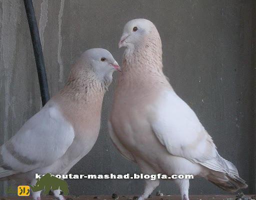 کبوتر خرطومی؛ کبوتر سوری الاصل که عجیبترین گردن دنیا را در بین پرندگان دارد کبوتر خرطومی؛ کبوتر سوری الاصل که عجیبترین گردن دنیا را در بین پرندگان دارد