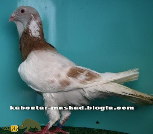 کبوتر خرطومی؛ کبوتر سوری الاصل که عجیبترین گردن دنیا را در بین پرندگان دارد کبوتر خرطومی؛ کبوتر سوری الاصل که عجیبترین گردن دنیا را در بین پرندگان دارد