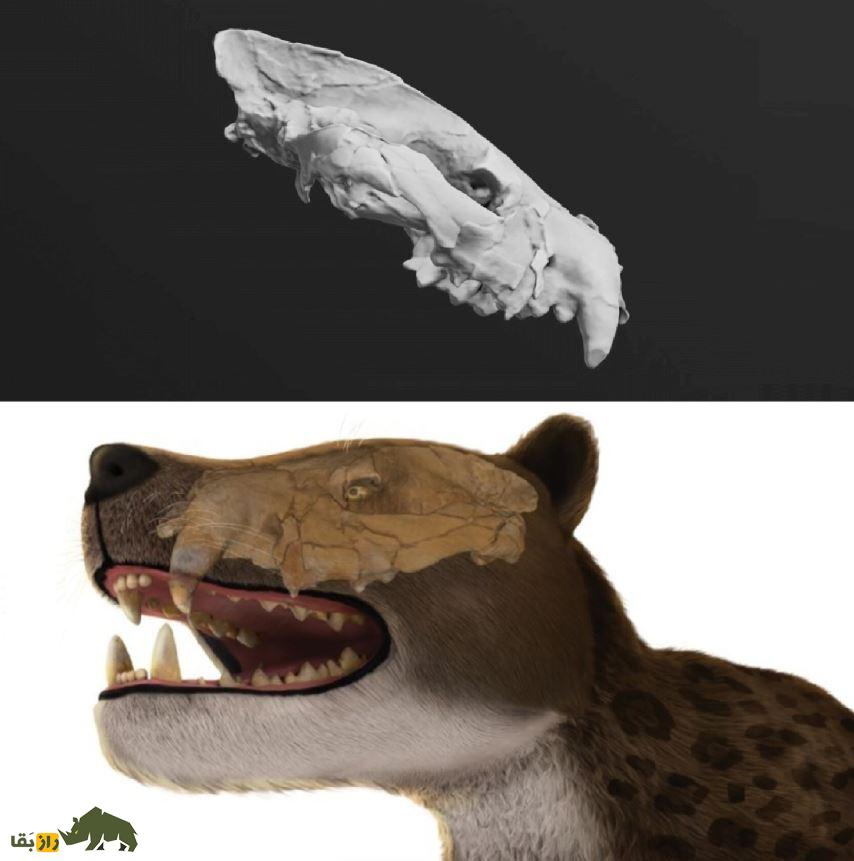 هایانودونت؛ سلطان واقعی جنگل که ۲۵ میلیون سال پیش منقرض شد و پادشاه جنگلهای مصر باستان بود هایانودونت