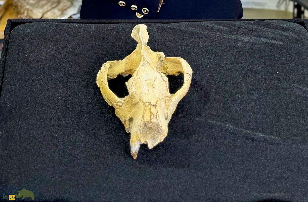 هایانودونت؛ سلطان واقعی جنگل که ۲۵ میلیون سال پیش منقرض شد و پادشاه جنگلهای مصر باستان بود جمجمه یک شکارچی باستانی کشف شده در مصر