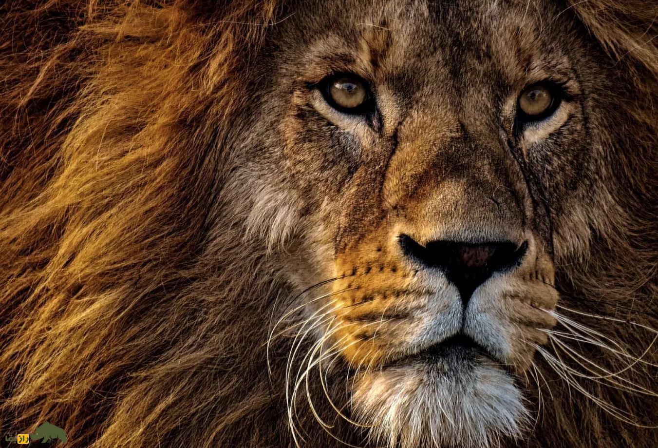 هایانودونت؛ سلطان واقعی جنگل که ۲۵ میلیون سال پیش منقرض شد و پادشاه جنگلهای مصر باستان بود چهره یک شیر بزرگ آفریقایی از نمای نزدیک