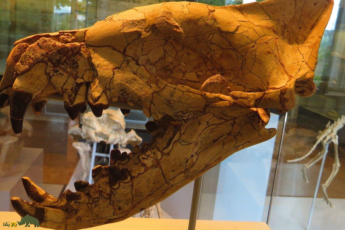 هایانودونت؛ سلطان واقعی جنگل که ۲۵ میلیون سال پیش منقرض شد و پادشاه جنگلهای مصر باستان بود جمجمه هایانودونت یک شکارچی باستانی