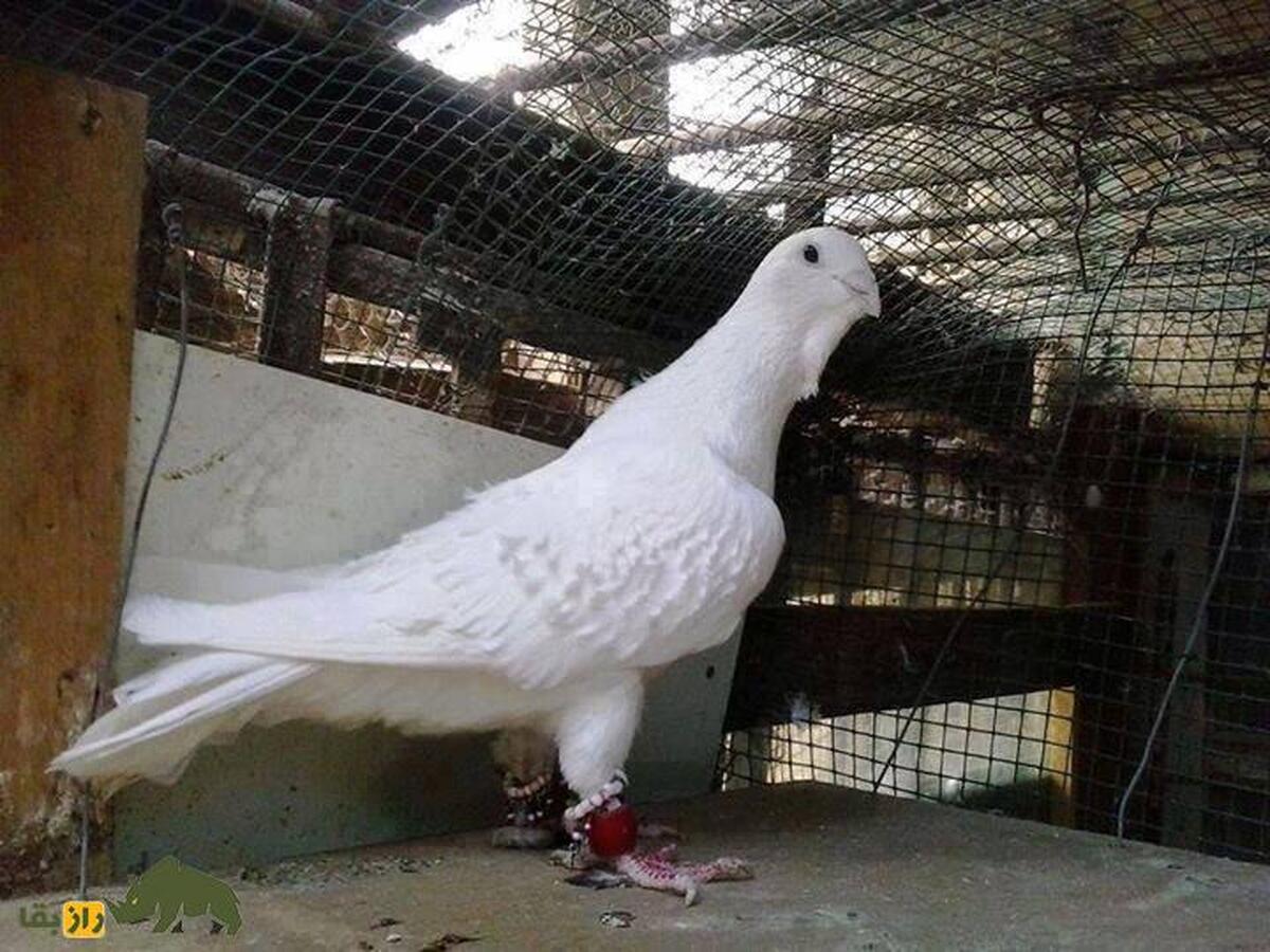 کبوتر خرطومی؛ کبوتر سوری الاصل که عجیبترین گردن دنیا را در بین پرندگان دارد کبوتر خرطومی