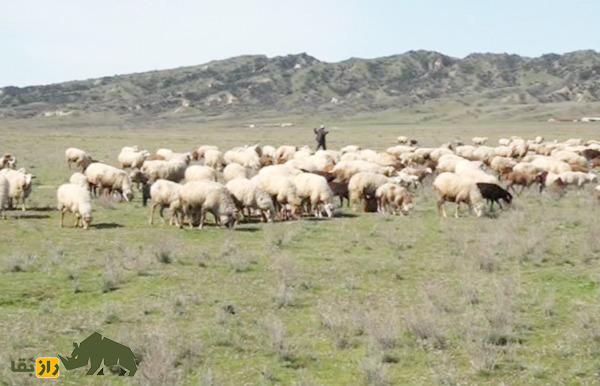 گوسفند آبشرون؛ نگین دریای خزر و گوسفند مقاوم که توسط «نجف نجفاف» به وجود آمد گوسفند آبشرون؛ نگین دریای خزر و گوسفند مقاوم که توسط «نجف نجفاف» به وجود آمد