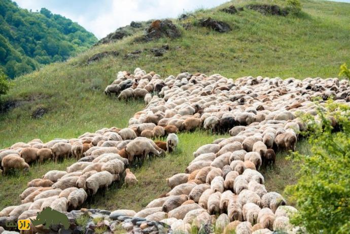 گوسفند آبشرون؛ نگین دریای خزر و گوسفند مقاوم که توسط «نجف نجفاف» به وجود آمد گوسفند آبشرون؛ نگین دریای خزر و گوسفند مقاوم که توسط «نجف نجفاف» به وجود آمد