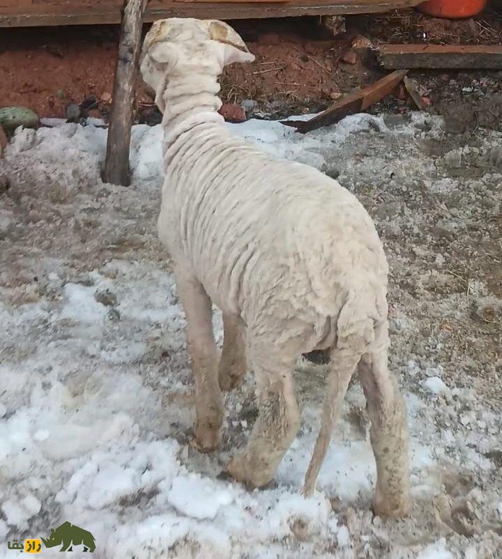 گوسفند پاتان گوسفند پاتان