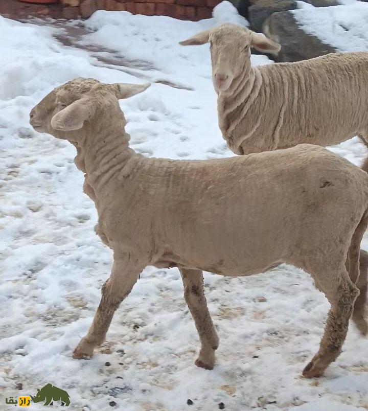 گوسفند پاتان گوسفند پاتان