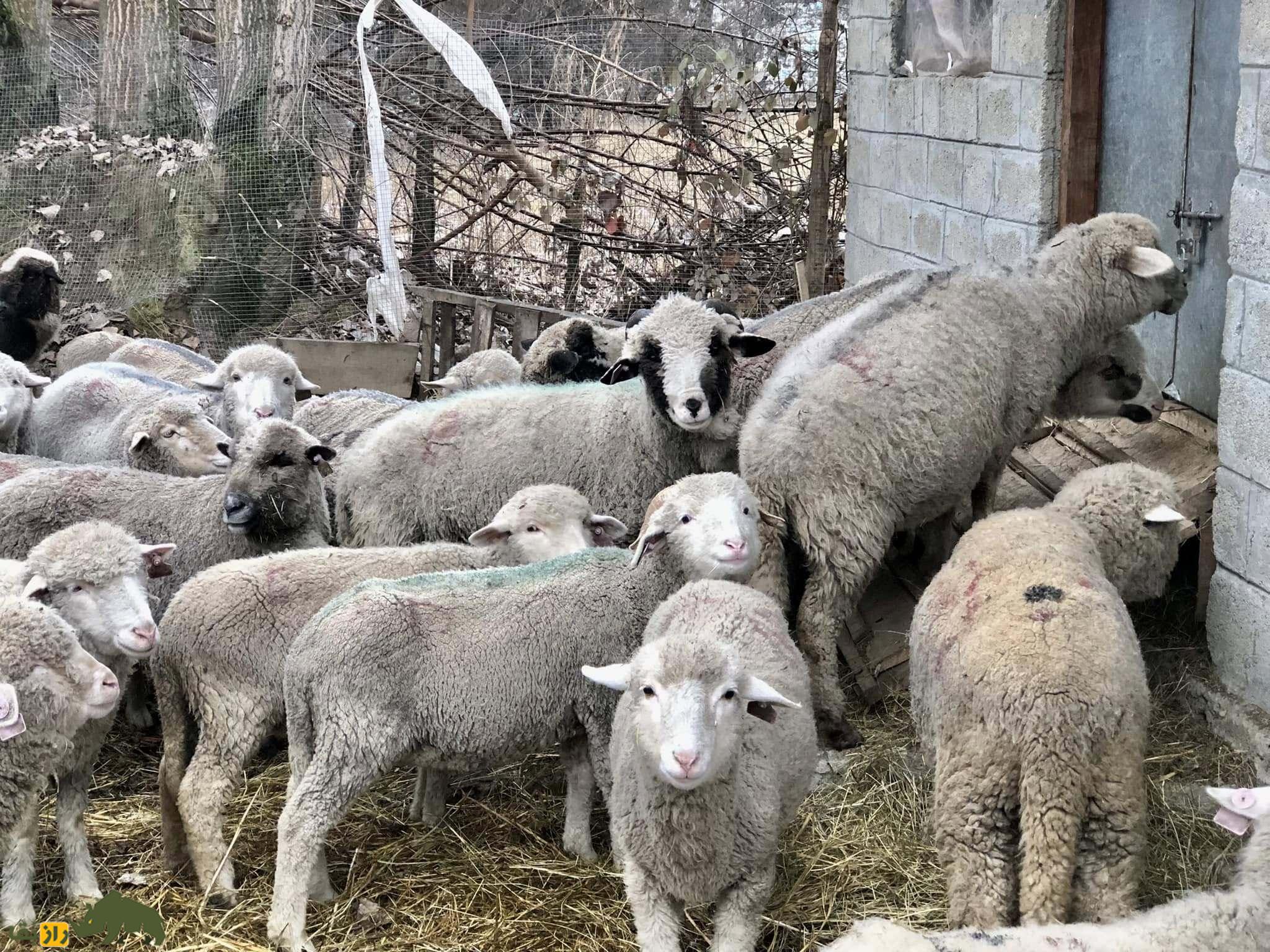 گوسفند پاتان؛ عجیبترین گوسفند پاکستان که پوستی چروک و چین خورده و دمی دراز مثل دم سگ دارد! گوسفند پاتان؛ عجیبترین گوسفند پاکستان که پوستی چروک و چین خورده و دمی دراز مثل دم سگ دارد!
